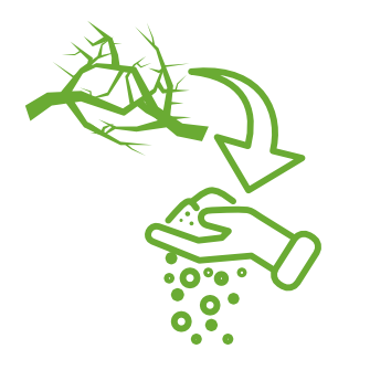 Veredlung Icon cannabis trimmservice logistic cannabinno trimmen