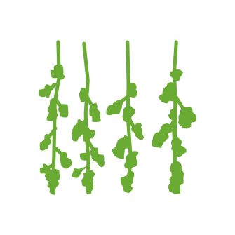 dry icon cannabinno cannabis trimmservice logistic cannabinno trimmen